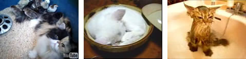 興奮しすぎて鼻血が出る動画.jpg